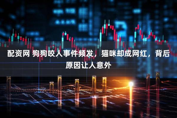 配资网 狗狗咬人事件频发，猫咪却成网红，背后原因让人意外