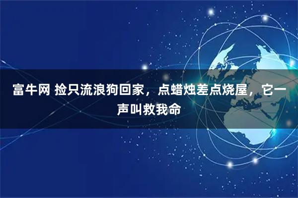 富牛网 捡只流浪狗回家，点蜡烛差点烧屋，它一声叫救我命