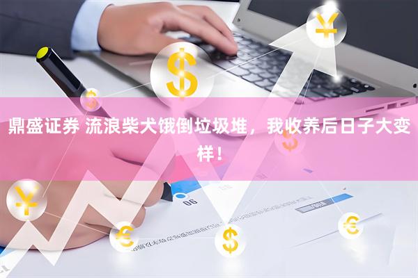 鼎盛证券 流浪柴犬饿倒垃圾堆，我收养后日子大变样！