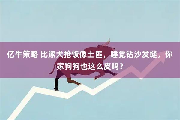 亿牛策略 比熊犬抢饭像土匪，睡觉钻沙发缝，你家狗狗也这么皮吗？