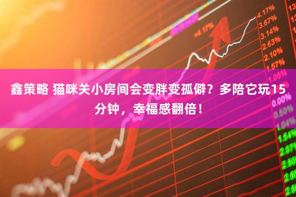 鑫策略 猫咪关小房间会变胖变孤僻？多陪它玩15分钟，幸福感翻倍！